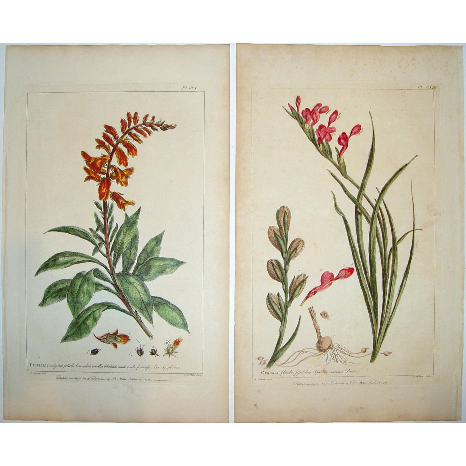 Figures of the Most Beautiful and Uncommon Plants. . .