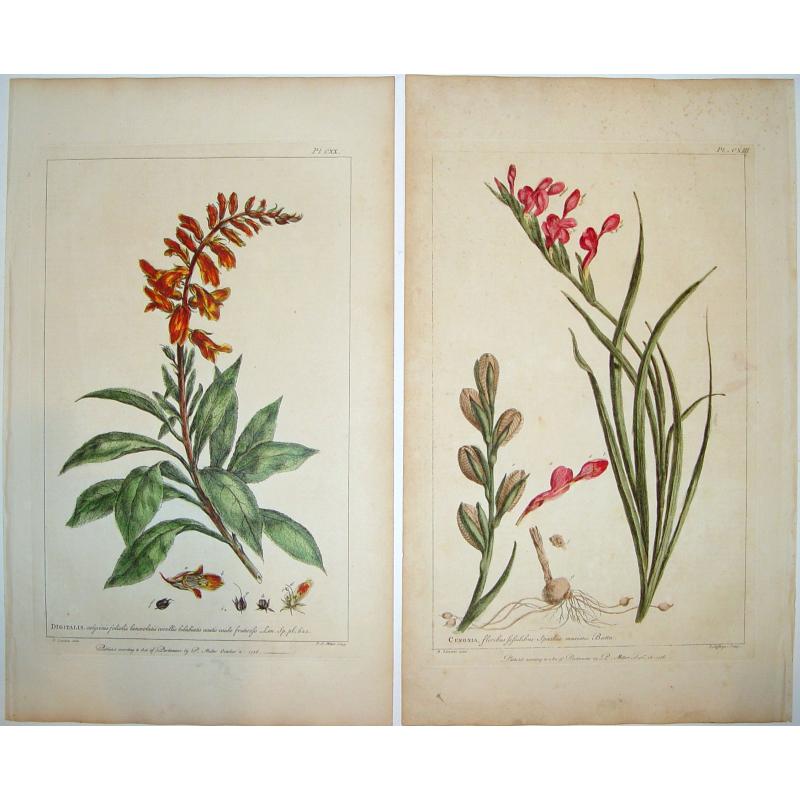 Figures of the Most Beautiful and Uncommon Plants. . .