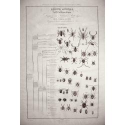 (Two Lithographs) Regne Animal de Mr. le Baron Cuvier. Dispose en Tableaux Arachnides Par J. ACHILLE COMTE.