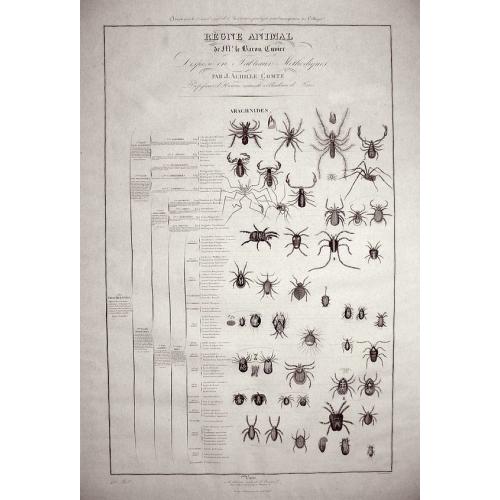 Old map image download for (Two Lithographs) Regne Animal de Mr. le Baron Cuvier. Dispose en Tableaux Arachnides Par J. ACHILLE COMTE.