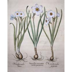 Narcissi: 1.Narcissus maximus medio purpureus; 2.Narcissus medio luteus; 3.Narcissus medio purpureus