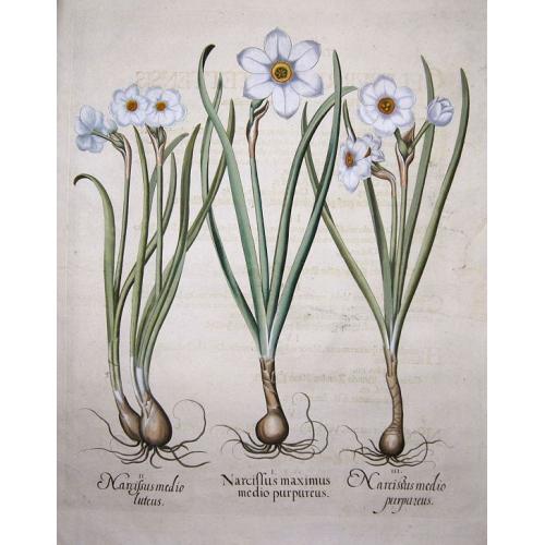 Narcissi: 1.Narcissus maximus medio purpureus; 2.Narcissus medio luteus; 3.Narcissus medio purpureus
