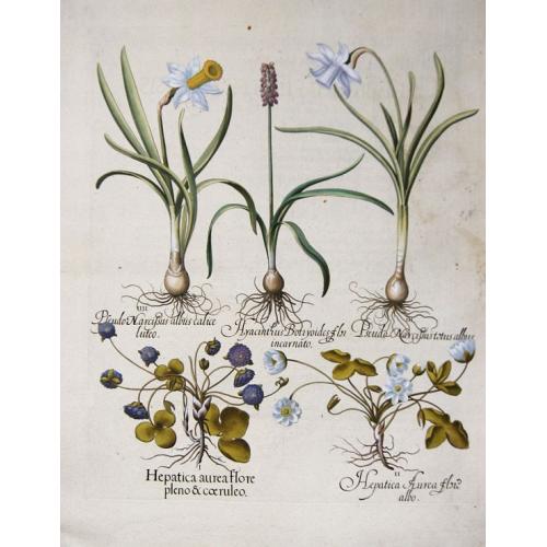 Hepatica aurea flore pleno & coeruleo / Hepatica Aurea flore albo/Pseudo Narcissus... / Pseudo Narcissus albus calice luteo / Hyacinthus Botryoides flor...
