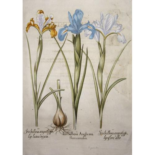 Iris Bulbosa Anglicana flore coeruleo.