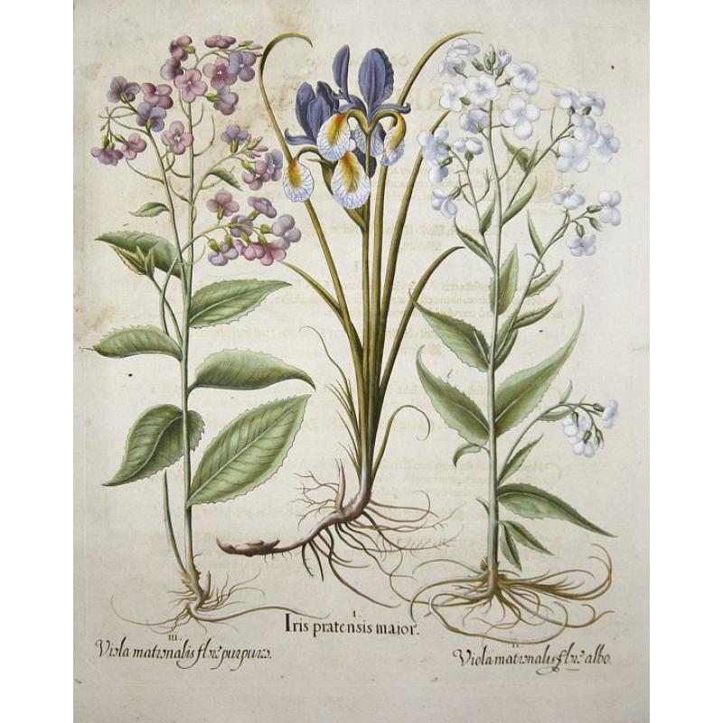 Iris pratensis maior. / Viola martonalis flore albo- purpuro.