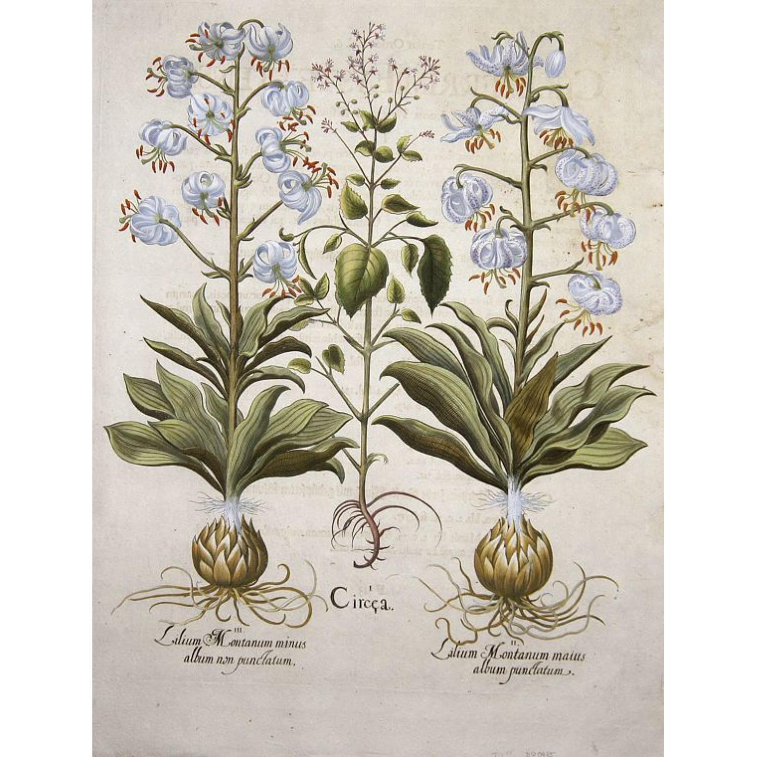 Circea. / Lilium Montanum maius album punctatum- non punctatum.