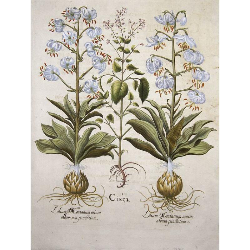 Circea. / Lilium Montanum maius album punctatum- non punctatum.