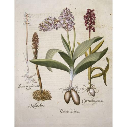 Old map image download for Orchis latifolia. / Cynosorchis faemina. / Nidus levis/ Dentaria radice coral loide.
