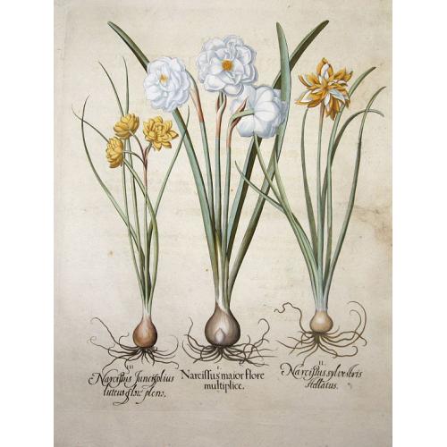 Narcissus maior flore multiplice. / Narcissus sylvestris stellatus. / Narcissus Juncifolius luteus flore pleno.