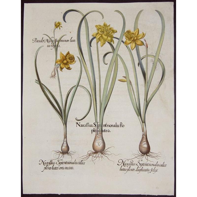 Narcissus Septentrionalis flo pleno luteo. /Narcisus Septentrionalis calice. / Narcissus Septentrionalis calice pleno. / Pseudo Narcissus minor luteus repens.