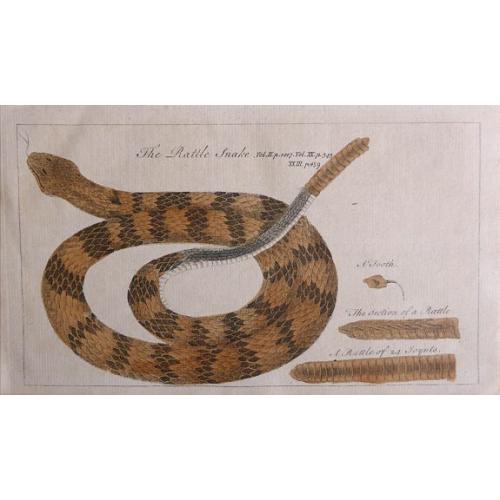 Old map image download for The Rattle Snake. . .