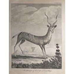 The Deer of the Cape of Good Hope.