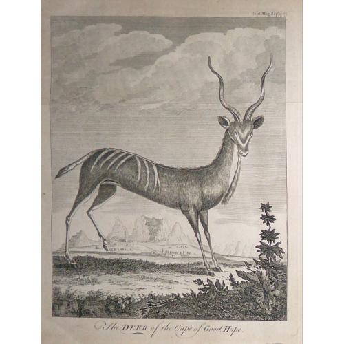 Old map image download for The Deer of the Cape of Good Hope.