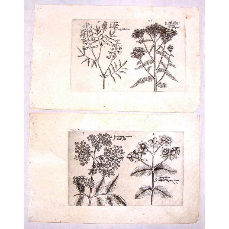 (Two Botanical Copperplates)