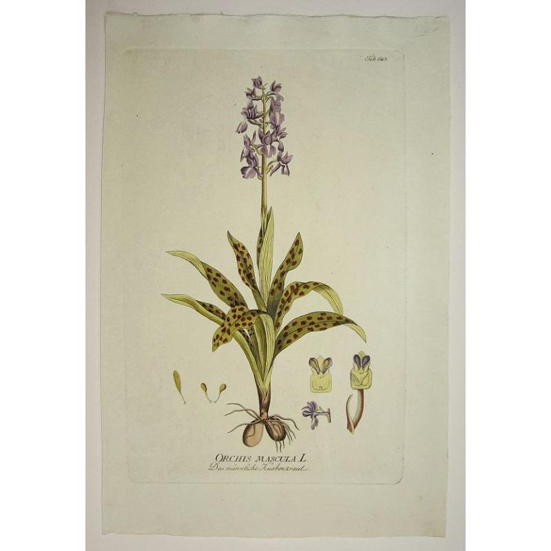 Orchis Mascula L./ Das maennliche Knabenkraut.