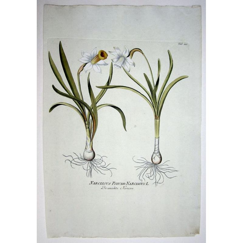 Narcissus Pseudo-Narcissus L./ Die unaechte Narzisse.