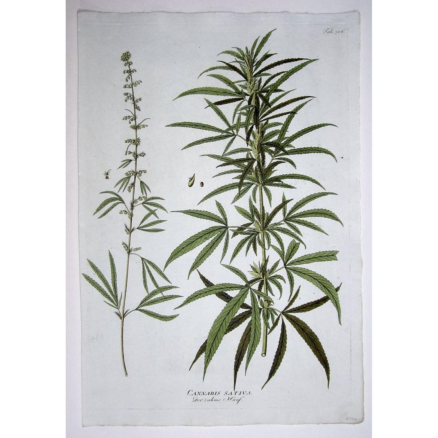 Cannabis Sativa. Der zahme Hanf. (Cannabis!)