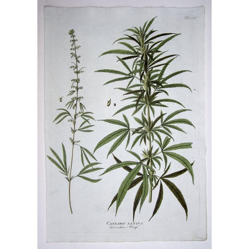 Cannabis Sativa. Der zahme Hanf. (Cannabis!)