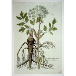 Angelica Archangelca L./ Die edle Engelswurz.