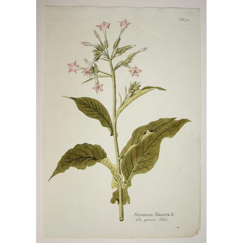 Nicotiana Tabacum L./ Der gemeine Tobak.