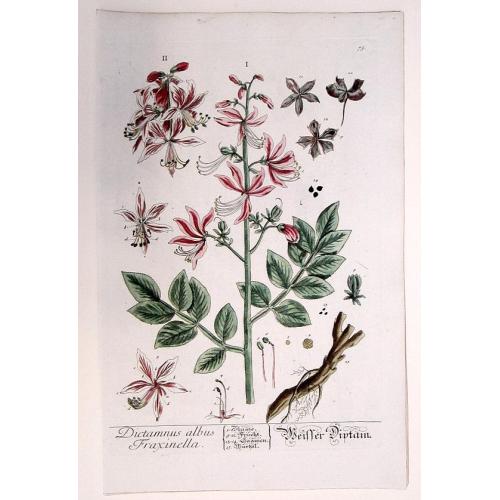 Rare, antique map of Dictamnus albus Fraxinella./ Weisser Diptam. (Burning Bush)