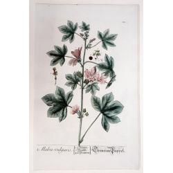 Malva vulgaris./ Gemeine Pappel. (Malvae)