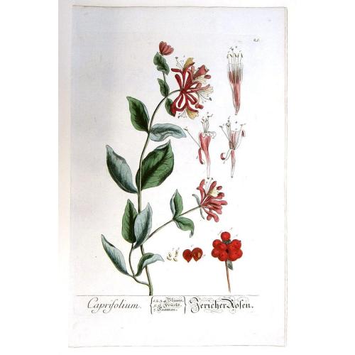 Old map image download for Caprifolium./ Jericher Rosen (Honeysuckle)