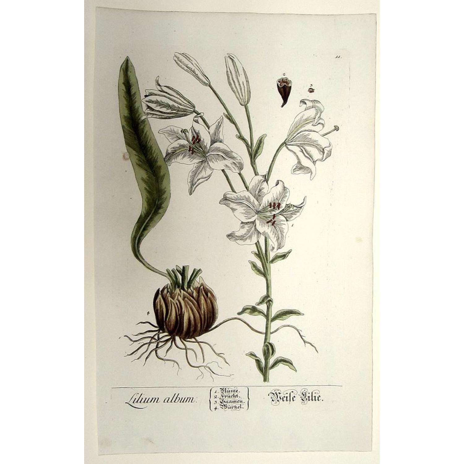 Lilium Album. Weise Lilie.
