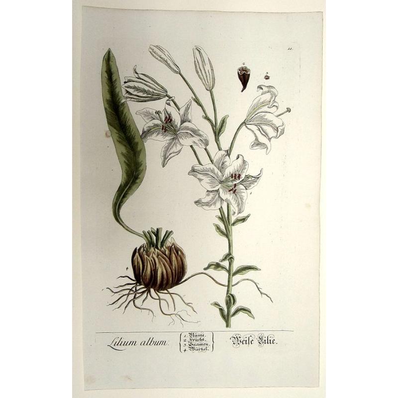 Lilium Album. Weise Lilie.