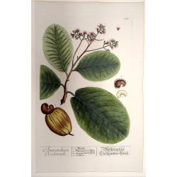 Anacardium Occidentale. Westindische Elephanten Laub. [Cashew nut]