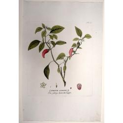 Capsicum Annum. L. Der jahrige Spanische Pfeffer.