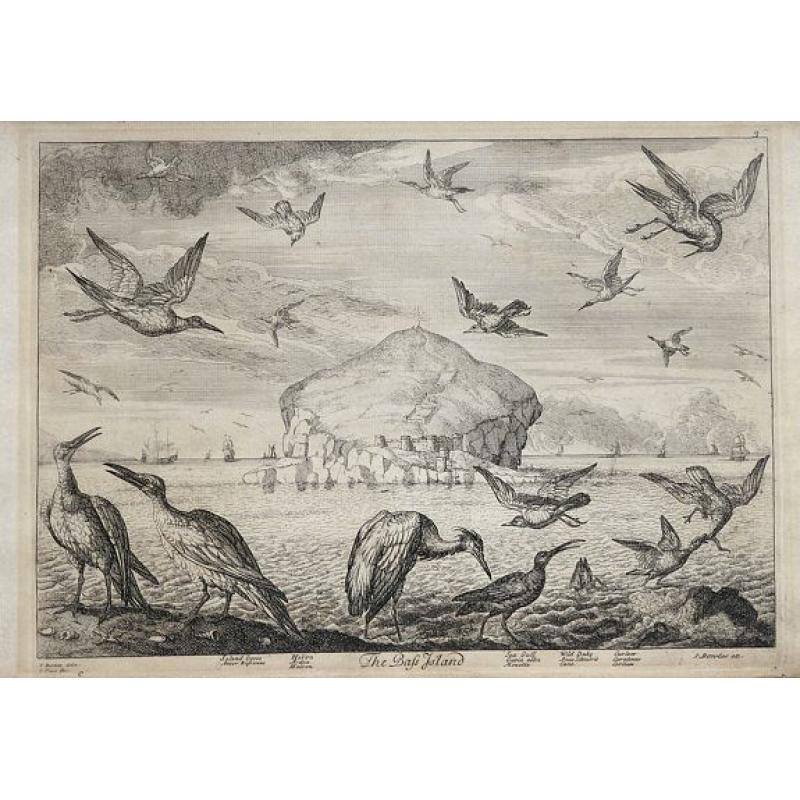 The Bass Island: Soland Goose; Heron; Sea Gull; Wild Duck; Curlew.