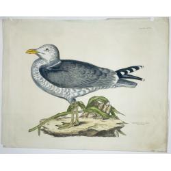 [ Lot of 4 bird prints] HERRING GULL.OLD