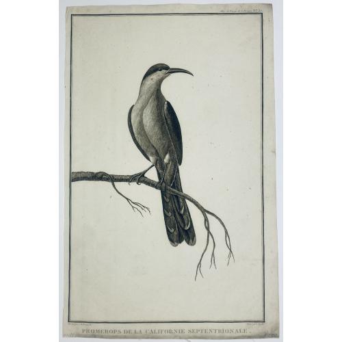 Old map image download for [ Lot of 4 bird prints] HERRING GULL.OLD