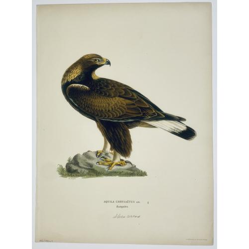 Old map image download for [ Lot of 4 bird prints] HERRING GULL.OLD