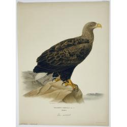 [ Lot of 4 bird prints] HERRING GULL.OLD