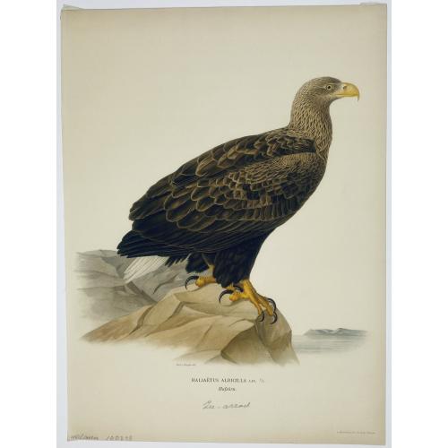 Old map image download for [ Lot of 4 bird prints] HERRING GULL.OLD
