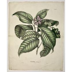 [Lot of 7 Flower prints] Talauma mutabilis. flower Talauma mutabilis from 'FLORA MALESIANA' Arckenhausen del. / Hutz Lith.