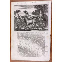 [lot of 8 maps/ prints of the Caribbean] Cuba Insula, inset: Havanna portus; Hispanolia Insula; Insula Iamaica; Ins. S. Ioannis; I.s. Margareta.