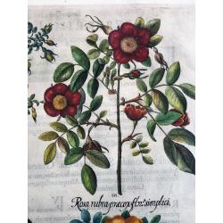Rosa lutea flore simplici [Austrian Brier]; Rosa Cinnamomea [Cinnamon Rose]; Rosa rubra præcox flore simplici [Wild Alpine Rose]; Rosa præcox spinosa flore albo [Burnet Rose]