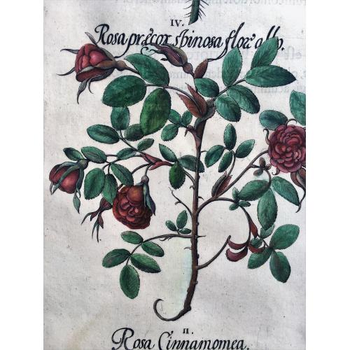 Old map image download for Rosa lutea flore simplici [Austrian Brier]; Rosa Cinnamomea [Cinnamon Rose]; Rosa rubra præcox flore simplici [Wild Alpine Rose]; Rosa præcox spinosa flore albo [Burnet Rose]