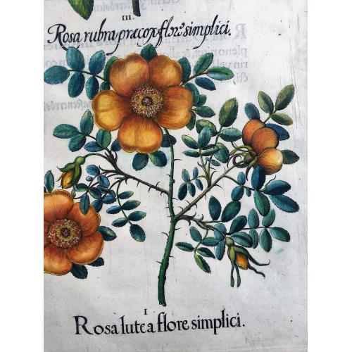 Old map image download for Rosa lutea flore simplici [Austrian Brier]; Rosa Cinnamomea [Cinnamon Rose]; Rosa rubra præcox flore simplici [Wild Alpine Rose]; Rosa præcox spinosa flore albo [Burnet Rose]