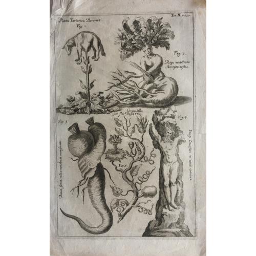 Radish with Human Form, Goat atop a Plant, Twisted Carrots, Man merged with Tree