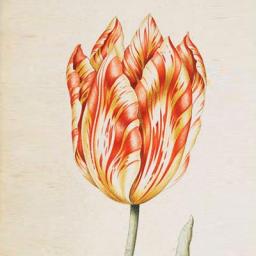 Tulipmania